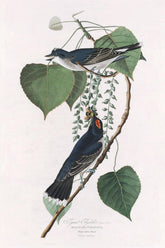 Tyrant Flycatcher Bird Print 