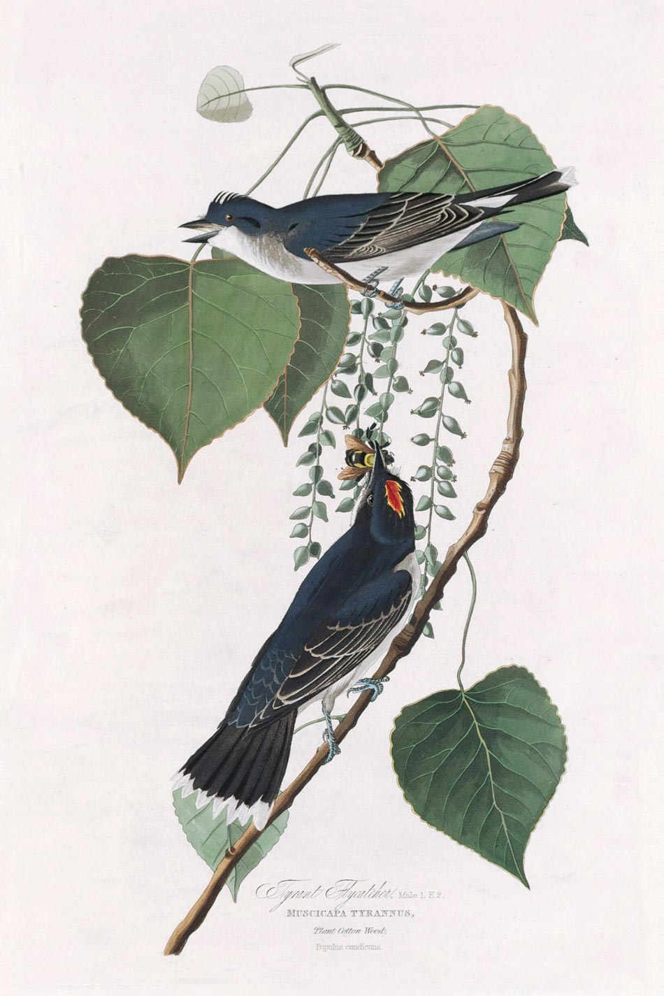 Tyrant Flycatcher Bird Print 