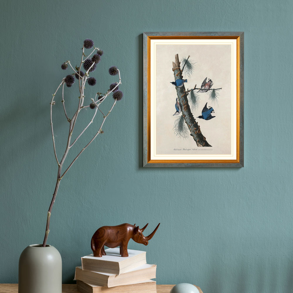 White-Breasted Black-Capped Nuthatch Bird Print 