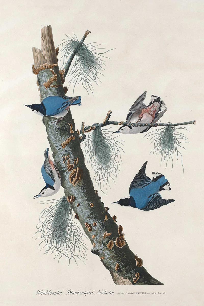 White-Breasted Black-Capped Nuthatch Bird Print 