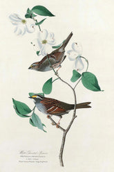 White-Throated Sparrow Bird Print 
