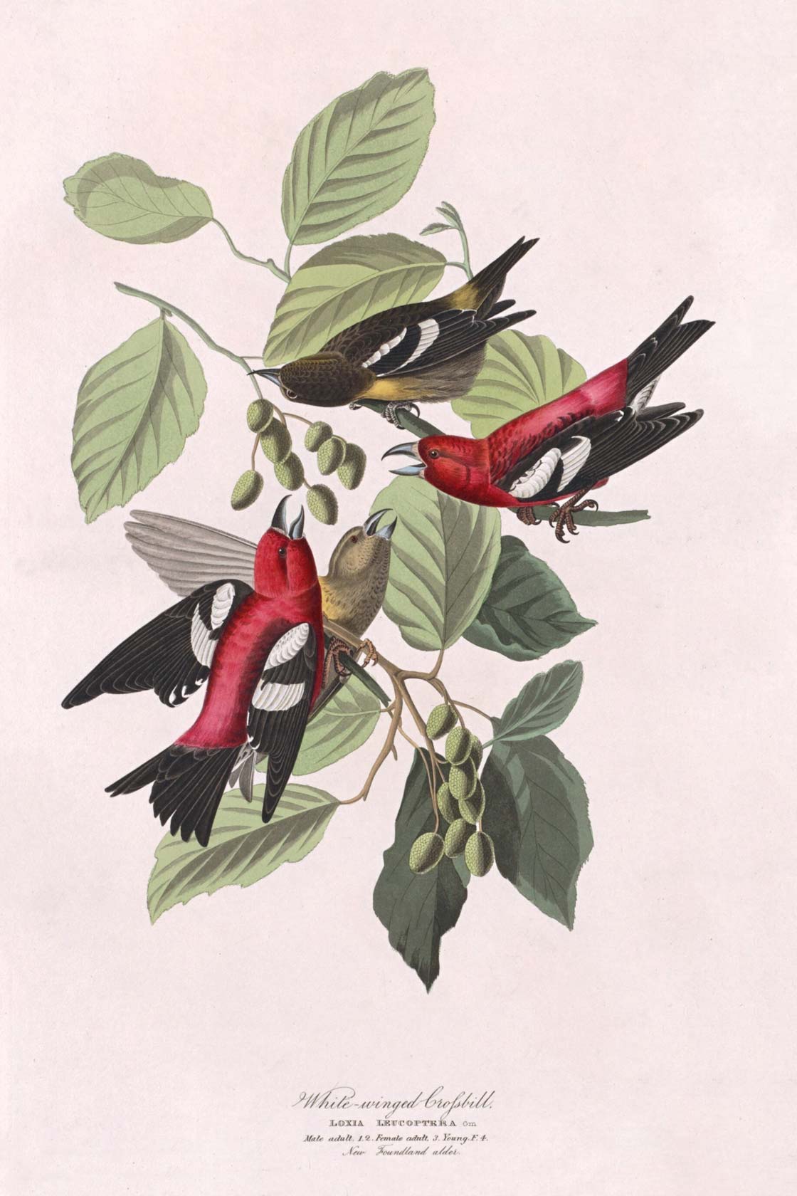 White-Winged Crossbill Bird Print 