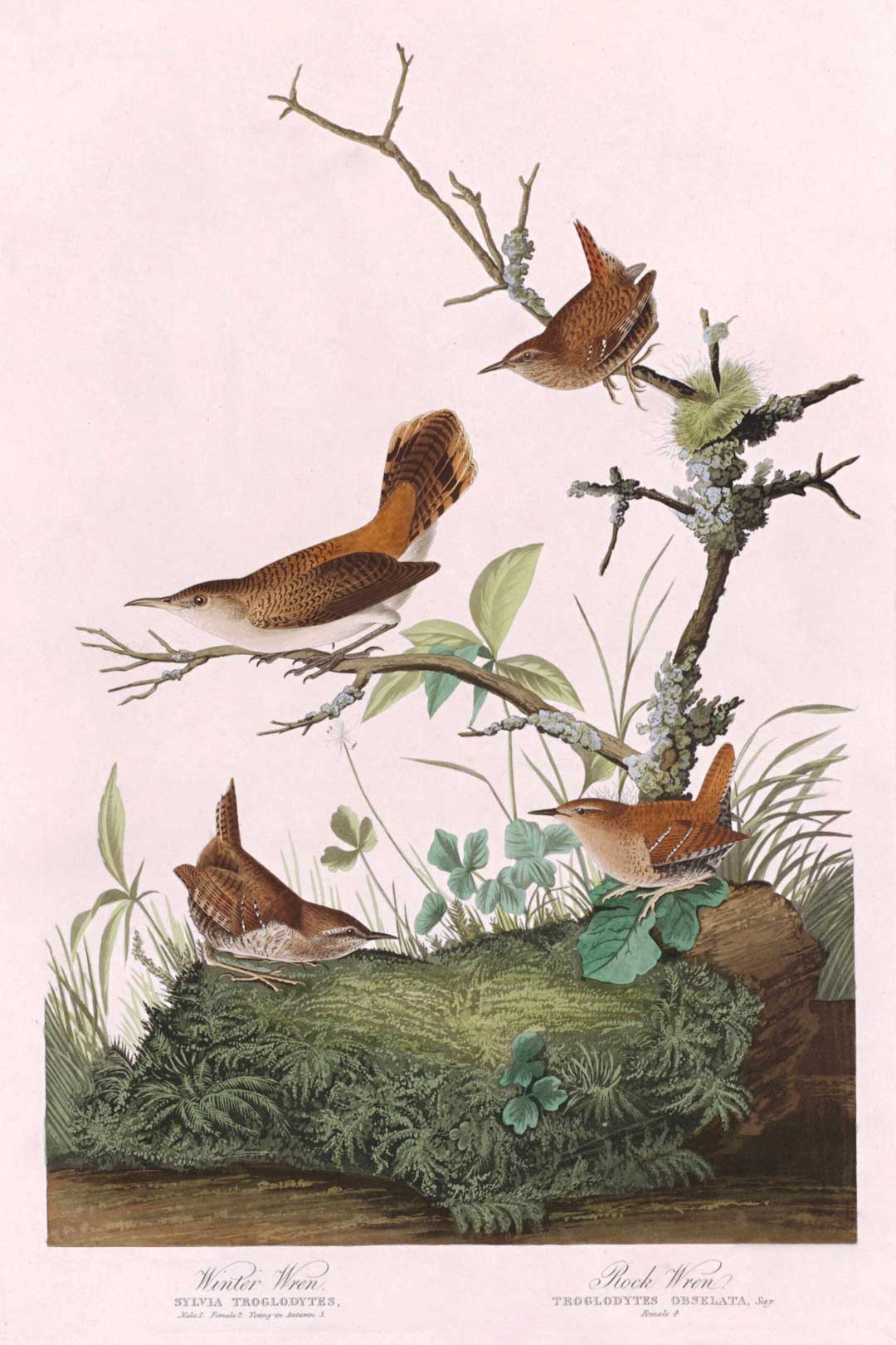 Winter Wren And Rock Wren Bird Print 