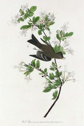 Wood Pewee Bird Print 