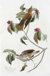 Wood Thrush Bird Print 