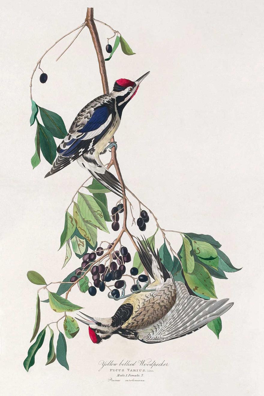 Yellow-Bellied Woodpecker Bird Print 