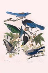 Yellow-Billed Magpie, Stellers Jay, Ultramarine Jay And Clark'S Crow Bird Print 