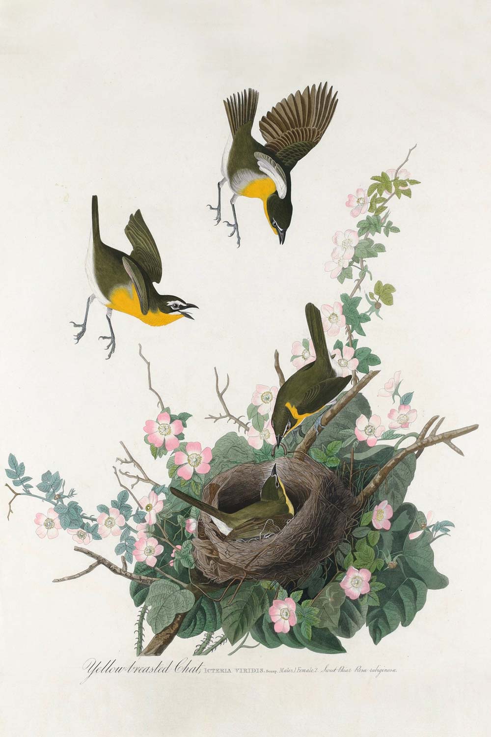 Yellow-Breasted Chat Bird Print 