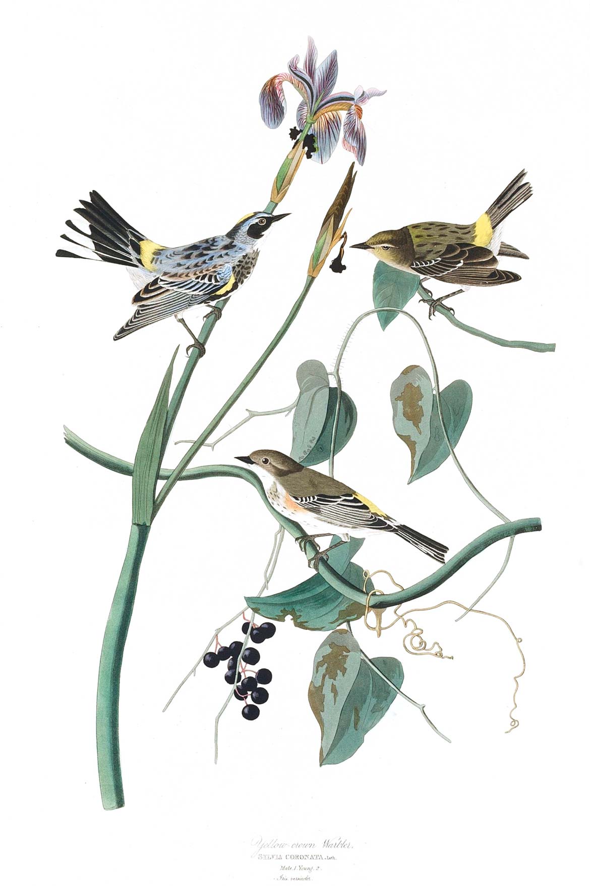 Yellow-Crown Warbler Bird Print 