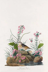 Yellow-Winged Sparrow Bird Print 