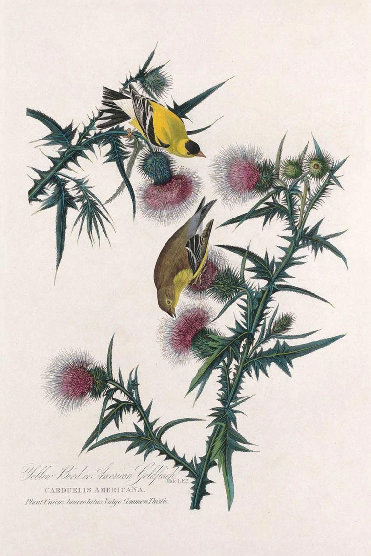 Yellow Bird Or American Goldfinch Bird Print 