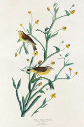 Yellow Red-Poll Warbler Bird Print 
