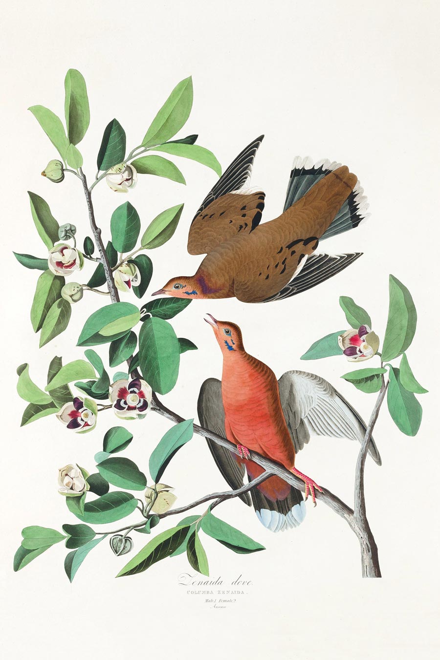 Zenaida Dove Bird Print 