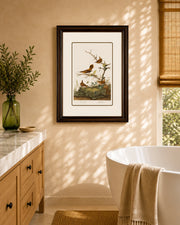 Winter Wren And Rock Wren Birds Print "24x30" Inches