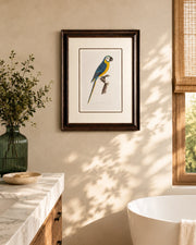 Levaillant Parrot Bird Print "24x30" Inches