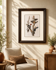 Ivory Billed Woodpecker Bird Print "24x30" Inches