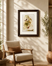 Orchard Oriole Bird Print "24x30" Inches