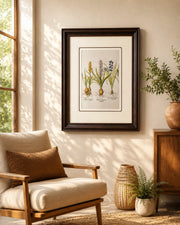 Muscari Obsoleto Alboflore Plant Print "24x30" Inches