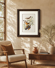 Mountain Mocking & Varied Thrush Bird Print "24x30" Inches
