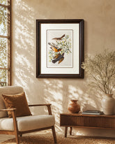 Mountain Mocking & Varied Thrush Bird Print "24x30" Inches 
