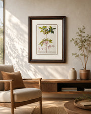 Bocconia Plant Print "24x30" Inches