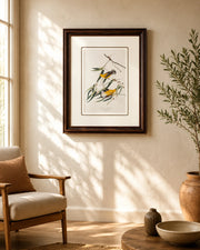 Prothonotary Warbler Bird Print "24x30" Inches