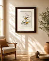 Prothonotary Warbler Bird Print "24x30" Inches 