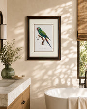 Military Macaw Bird Print "24x30" Inches