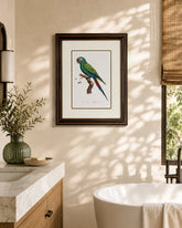 Military Macaw Bird Print "24x30" Inches 