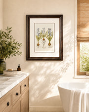 Hyacinthus Botryoids Plant Print "24x30" Inches