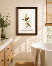 Gould Birds Europe Print "24x30" Inches