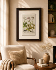 Veratrum Nigrumdis Scordis Print "24x30" Inches