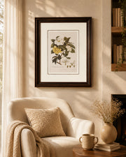 Jasmine (Jasminum) Engraving Print "24x30" Inches