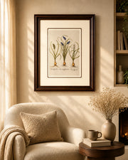 Hyacinthus Stellatus Ltalicus Plants Print "24x30" Inches