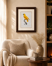 Rare Yellow Senegal Parrot Bird Print "24x30" Inches
