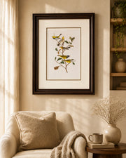 Mourning Warbler Birds Print "24x30" Inches